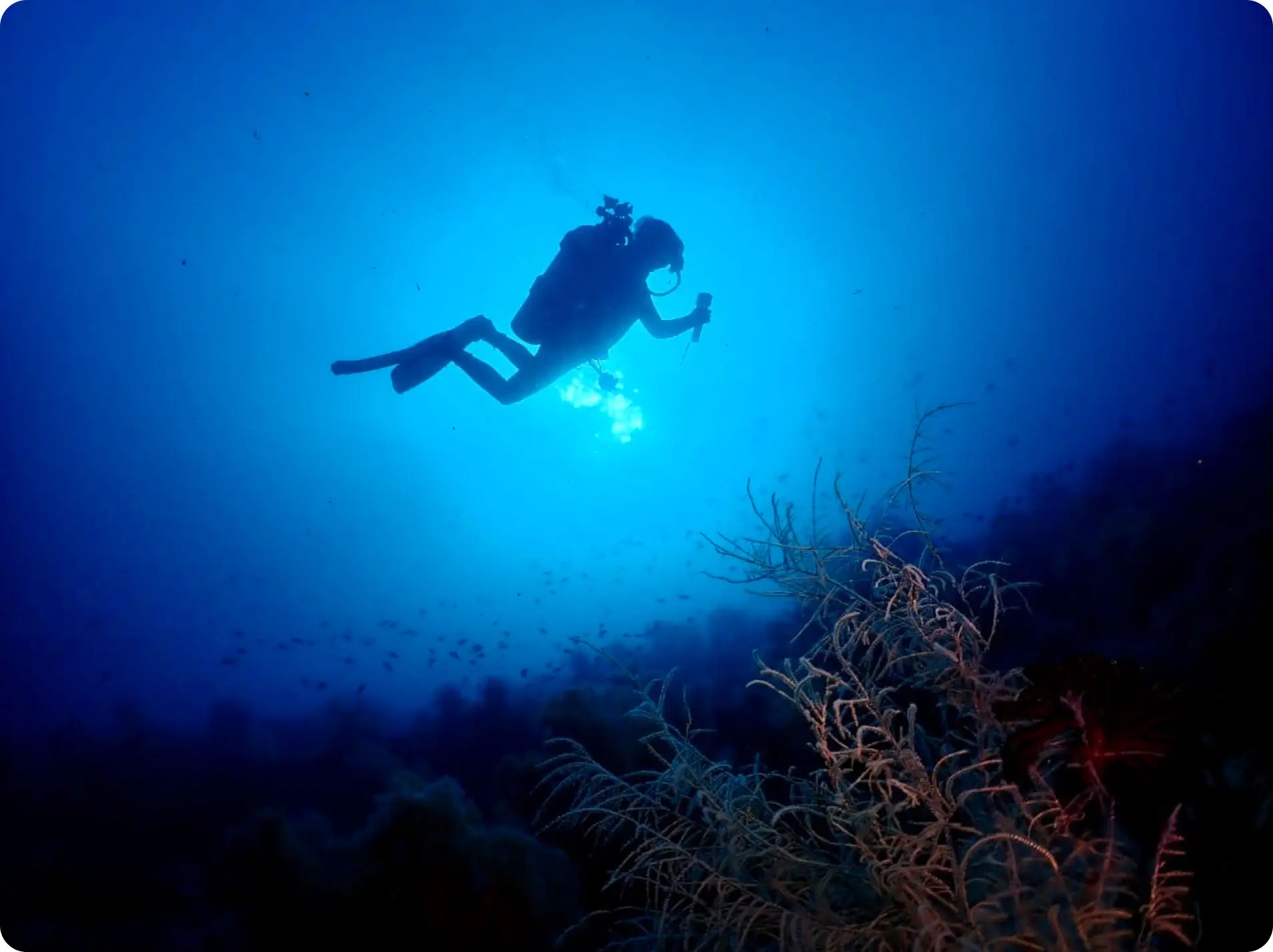 Thresher shark in deep blue water at Burias Shoal Camiguin
