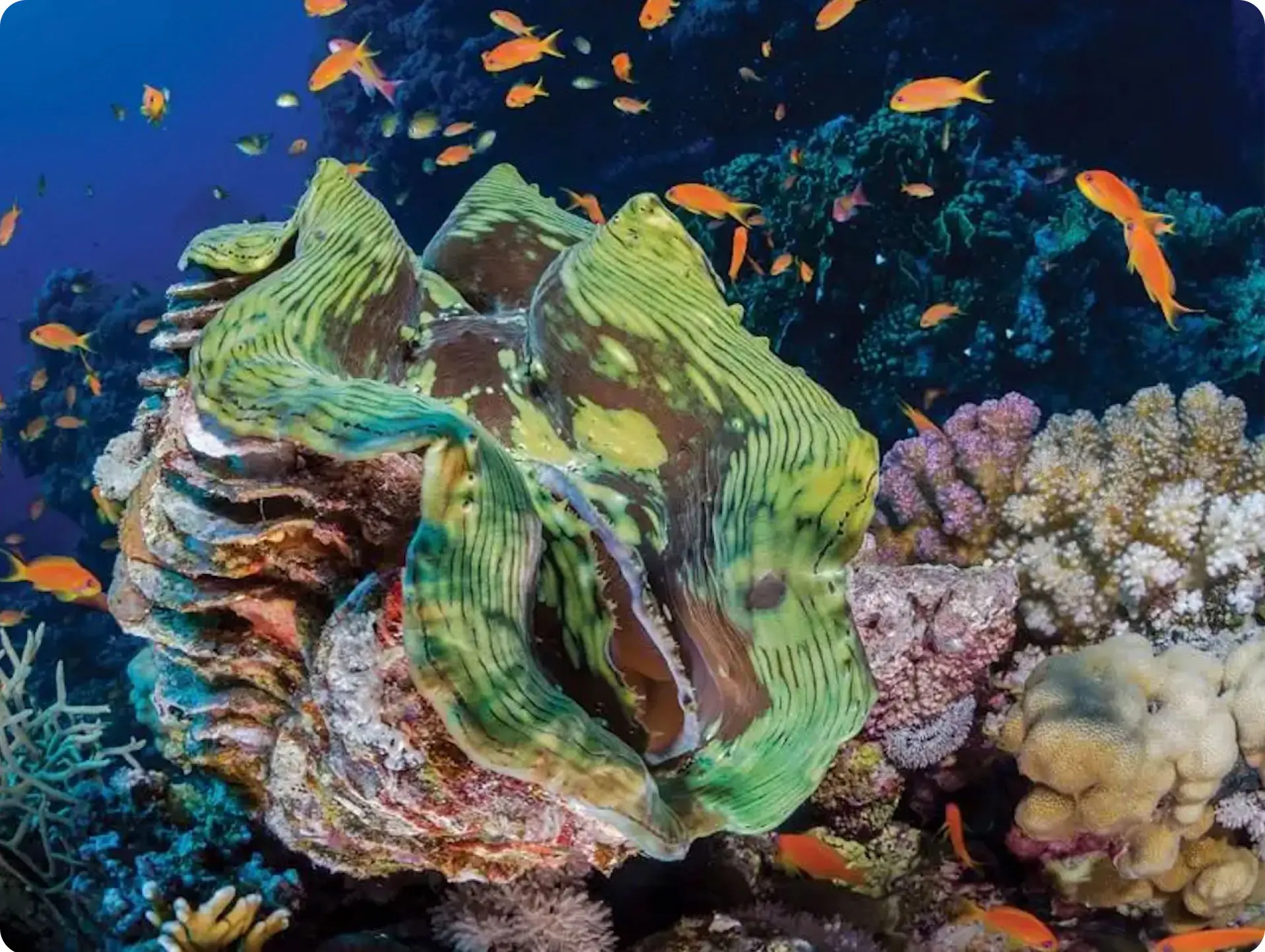 Giant clam on reef at Cabuan dive site Camiguin Island