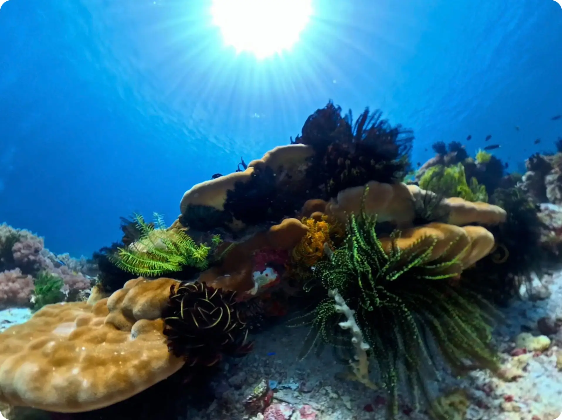 Diver exploring coral reef at Jigdup Shoal Camiguin